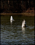 Mise en ligne de vos photos-kz7m0435.jpg