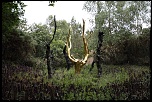 IMG 1445 web