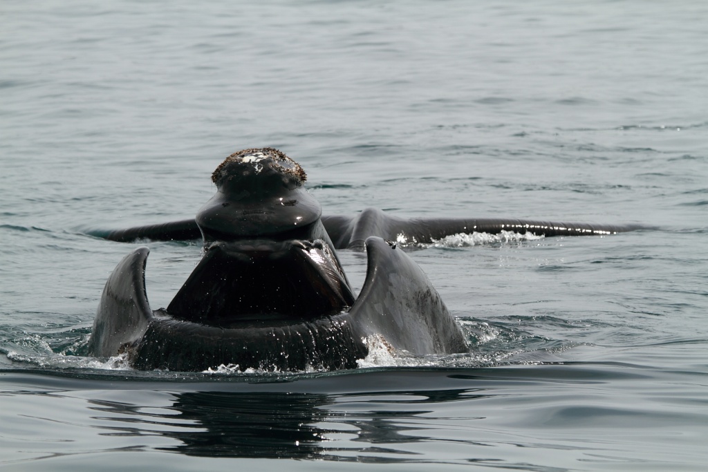 -baleine1582reduit.jpg