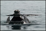 -baleine1582reduit.jpg