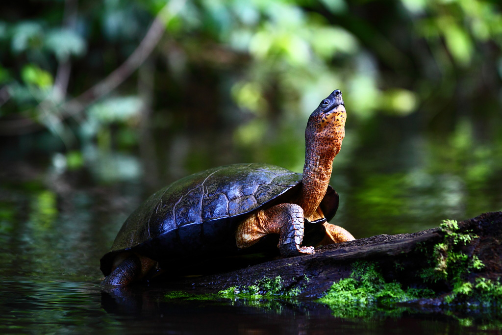 Logiciel DXO-tortue.jpg