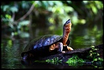 Logiciel DXO-tortue.jpg