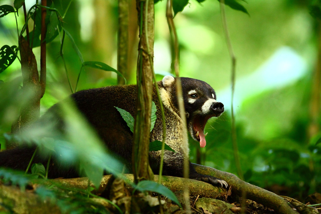 Logiciel DXO-coati01.jpg