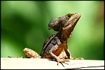 Faune du Costa Rica