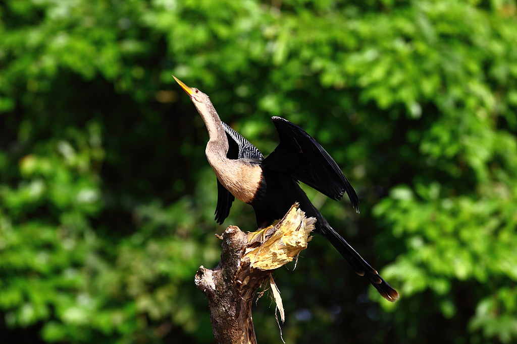Logiciel DXO-anhinga.jpg