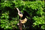 Logiciel DXO-anhinga.jpg