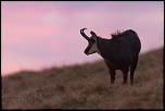 encore un nouveau &#33;&#33;&#33;-img_6438-modifier.jpg