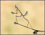 -img_0688.jpg