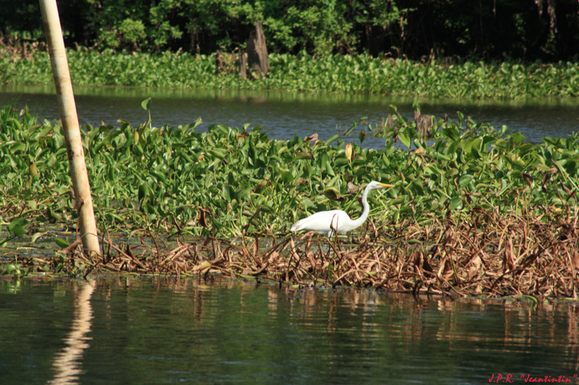 Bayou