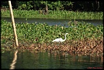 Bayou