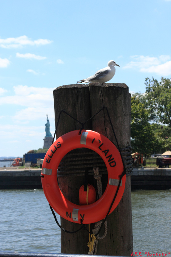 nettoyage capteurs-mouette-new-yorkaise.jpg
