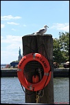 nettoyage capteurs-mouette-new-yorkaise.jpg