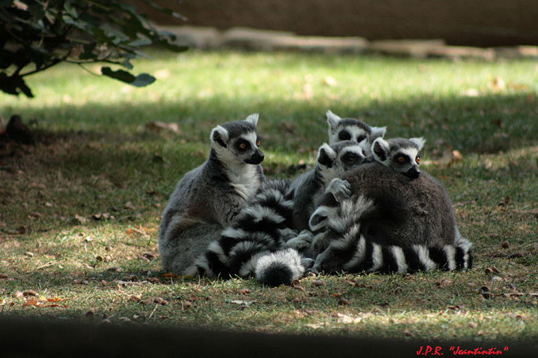 Restons groupés La Palmyre