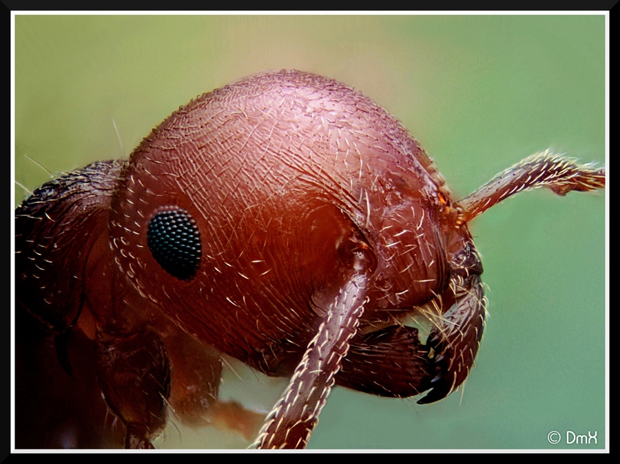 70-300 Sigma APO-crematogaster-scutellaris-ouvriere-3.jpg