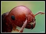 70-300 Sigma APO-crematogaster-scutellaris-ouvriere-3.jpg