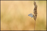 -img_7045.jpg