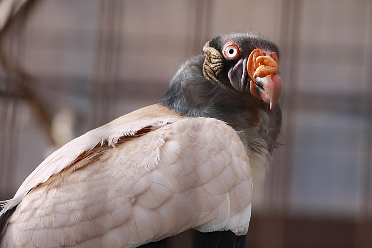 70-300 Sigma APO-2738.jpg