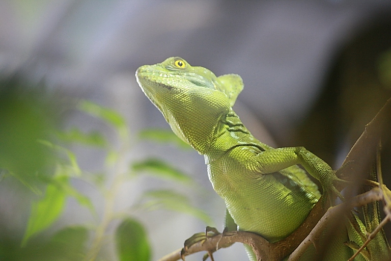 70-300 Sigma APO-2739.jpg