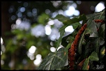 -img_8795-1.jpg