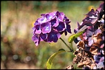 -img_9598-1.jpg
