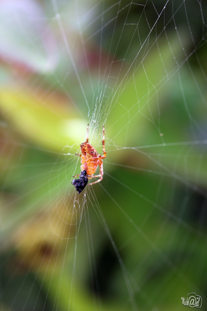 nouveaux membre-img_8578-1.jpg