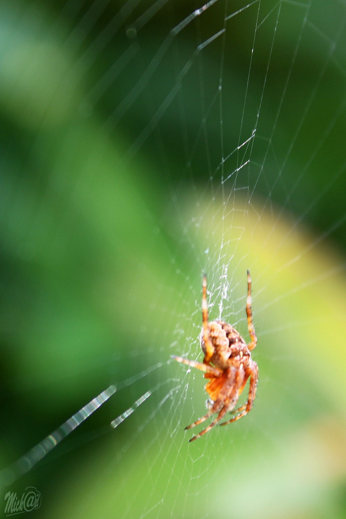nouveaux membre-img_8570-1.jpg