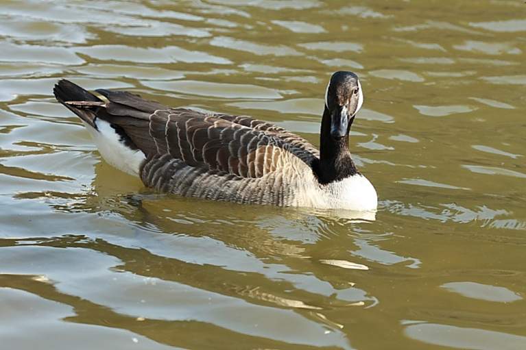 70-300 Sigma APO-2743.jpg