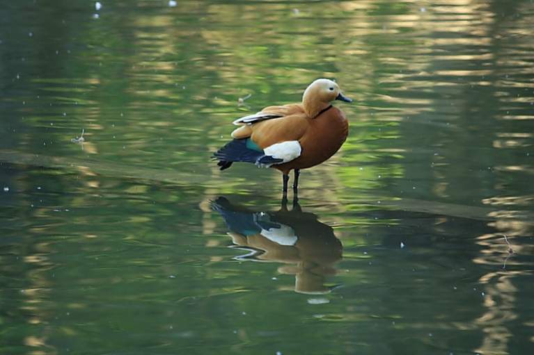 70-300 Sigma APO-2745.jpg
