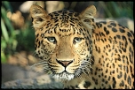 Faune