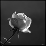 nouveaux membre-img_1637.jpg