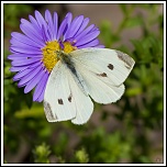 Diffuseur-img_0003a1.jpg