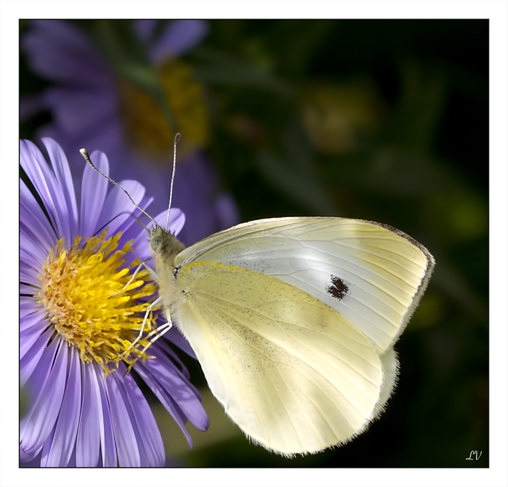 Diffuseur-img_0011a_1.jpg