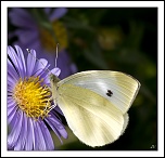 Diffuseur-img_0011a_1.jpg