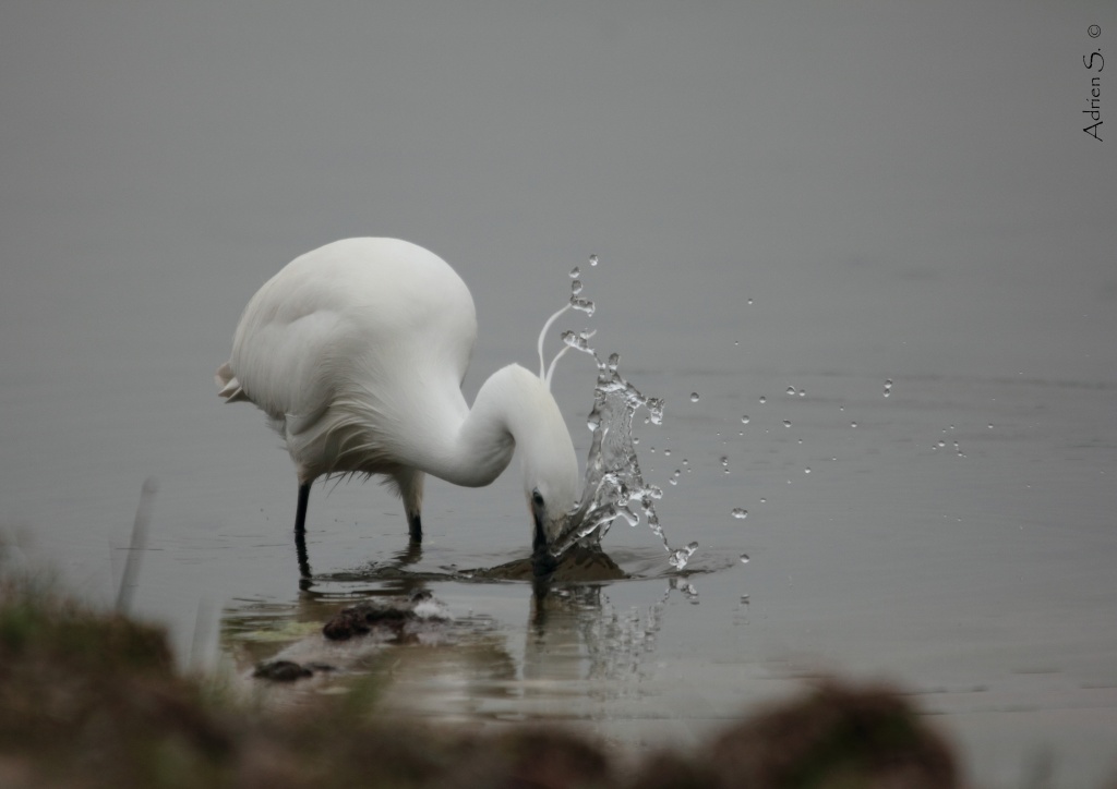 -aigrette.jpg