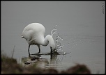 Aigrette