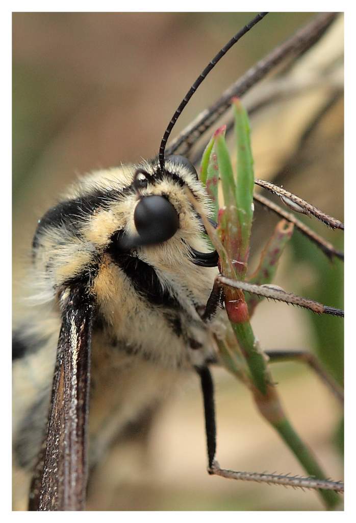 Papillon : T'as de beaux yeux tu sais...