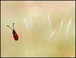 -img_6337.jpg