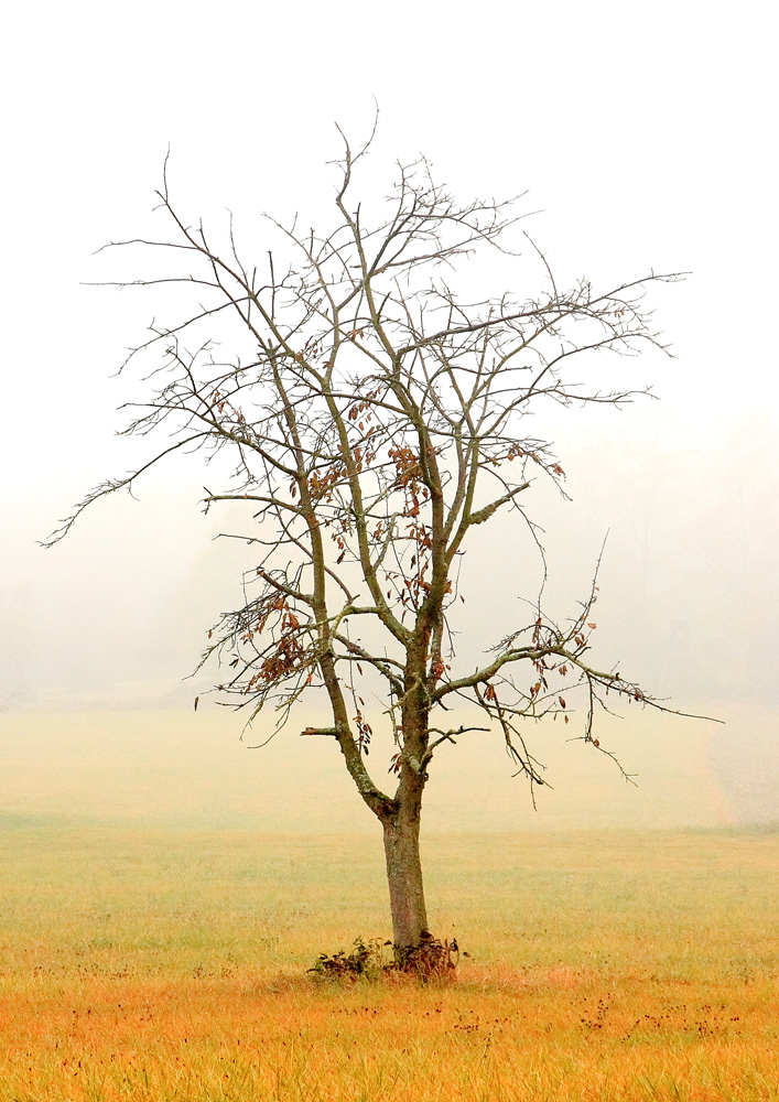 J&#39;arrive-arbre-dautomne.jpg