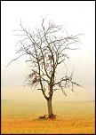 J&#39;arrive-arbre-dautomne.jpg