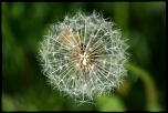 -img_1333.jpg