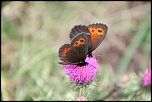 -img_0752.jpg