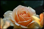 -img_1374.jpg