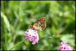 -img_4641.jpg