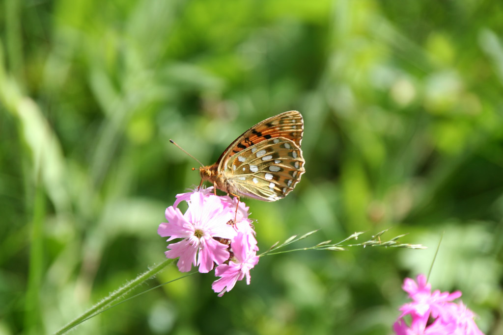 -img_4641.jpg