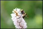 -img_0757.jpg