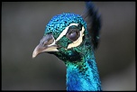 -img_0661.jpg