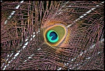 -img_0656.jpg