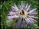 -dsc00802.jpg