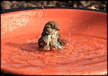 Un de plus&#33;-moineau-4.jpg