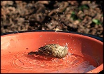 Un de plus&#33;-moineau-6.jpg